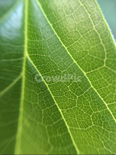 잎,자연,풀,나뭇잎,녹색,식물,자연,plants,nature