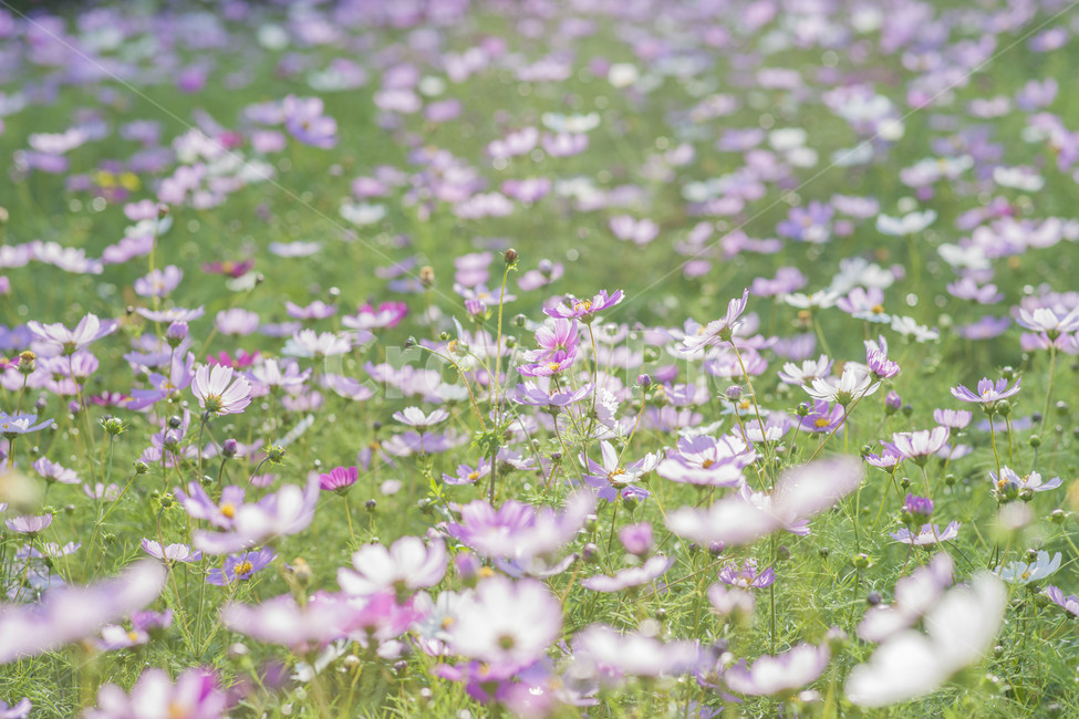 꽃,꽃사진,코스모스,가을꽃,꽃밭,가을,계절,fall,autumn,season,식물,자연,plants,nature,꽃,flower,field,들,grassland,목초지,outdoors,옥외,anemone,아네모네,blossom,plant,spring,봄