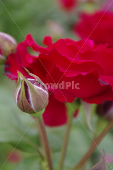 장미,꽃,flower,식물,plant,자연,nature
