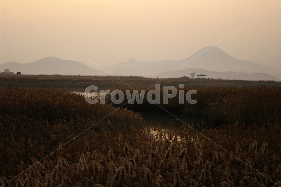 순천만,노을,풍경,하늘,갈대밭,갈대,식물,plant,가을,계절,fall,autumn,season,자연,풍경,nature,landscape,grass,잔디