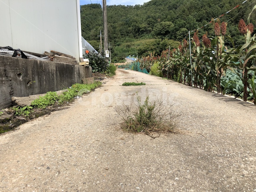 잡초,풀,길,시멘트,생명력,강인함,식물,자연,plants,nature