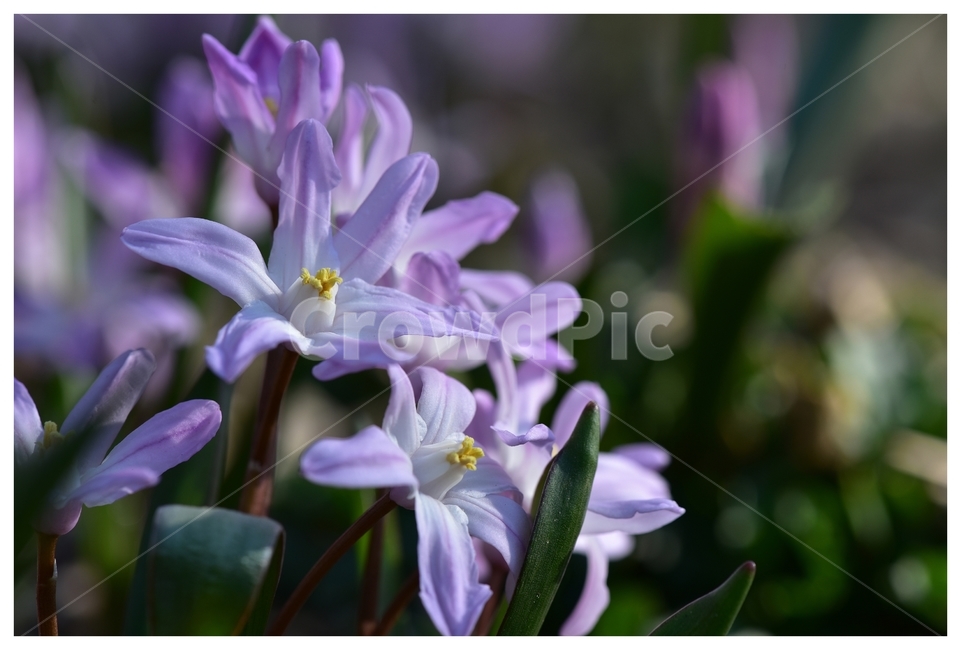 꽃,flower,wildflower,봄꽃,야행화,식물,자연,plants,nature,꽃,flower
