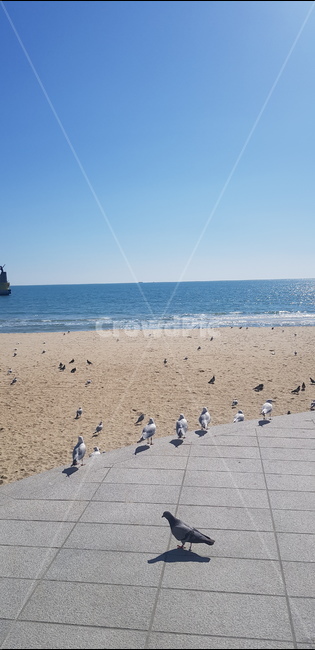 비둘기,갈매기,모여있는,바다새,바닷가풍경