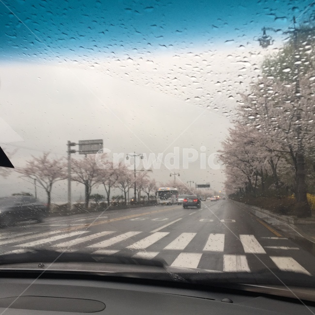 rain,Cherry Blossom,Rainy Day,spring rain,flower,raindrop