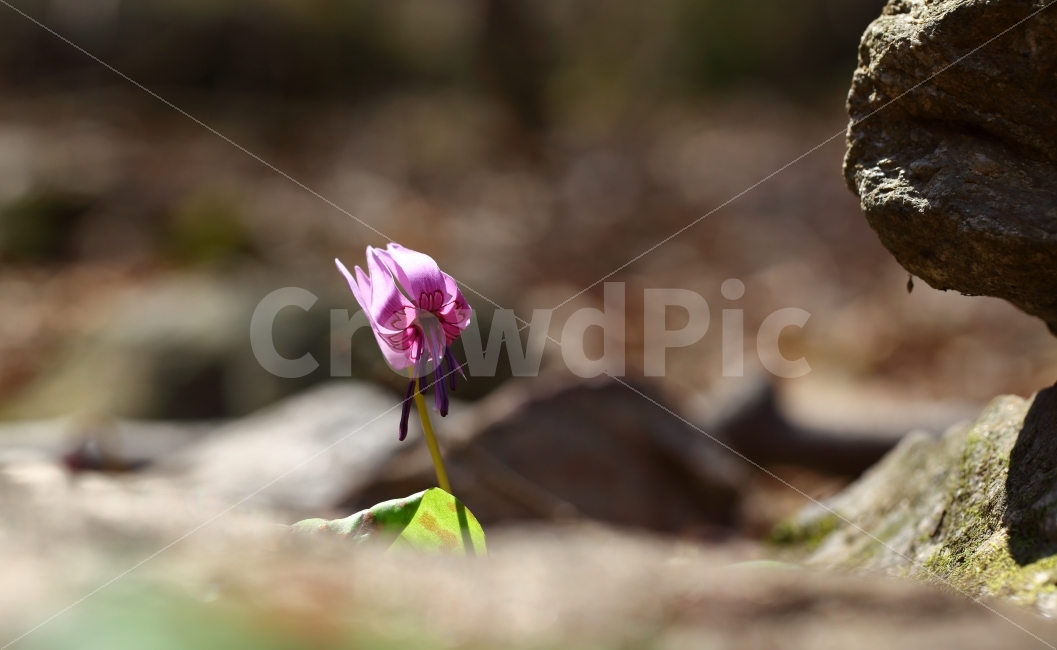 얼레지,꽃,바탕화면,사진,야생화,식물,자연,plants,nature,꽃,flower
