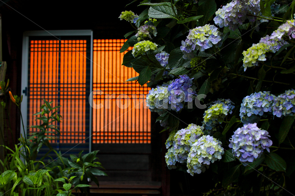 수국,풍경,6월,산수국,부케,한국전통,한국문화,한국전통,한국문화,korean traditional,korean culture,식물,자연,plants,nature,나무,trees,wood