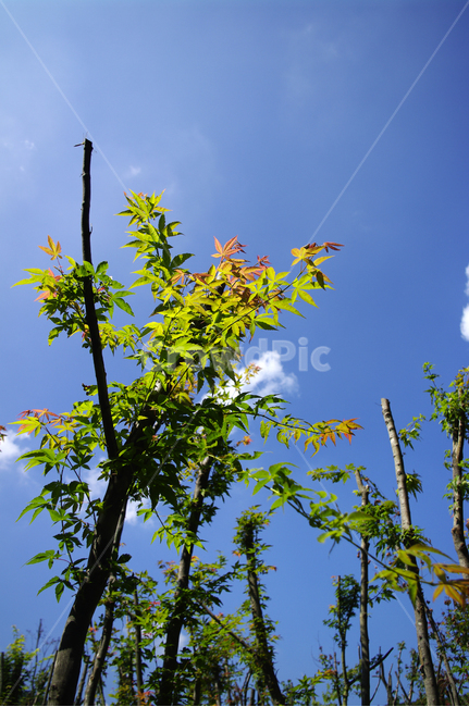 식물,나무,잎,초록,하늘,자연,plant,단풍잎,가을,계절,fall,autumn,season,식물,자연,plants,nature