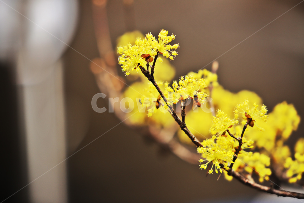 봄,식물,산수유,나무,열매,봄,계절,spring,season,식물,자연,plants,nature,꽃,flower,plant