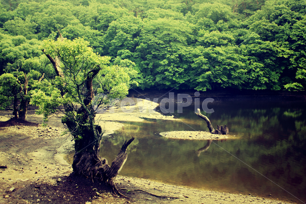 연못,여름,녹색,나무,저수지,자연,풍경,nature,landscape,outdoors,옥외,land,땅,vegetation,초목,plant,식물,water,물,tree
