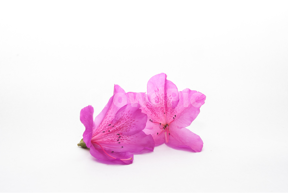 산철쭉,철쭉,누끼,배경,봄,꽃,생화,식물,조경,핑크,분홍,spring,season,flowe,자연,향기,아름다운,화사한,봄꽃,꽃잎,스튜디오,봄,계절,spring,season,식물,자연,plants,nature,꽃,flower,누끼,remove background,blossom,geranium,제라늄,plant,petal