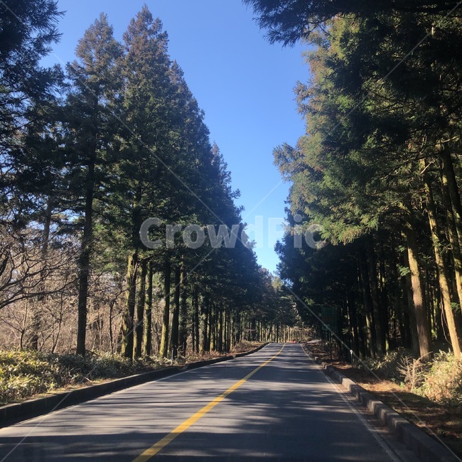 road,도로,아스팔트,asphalt,고속도로,highway,숲길,제주도,숲,나무,나무길,tree,자연