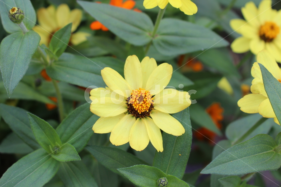 꽃,노랑색,봄,flower,spring,green,leaves,잎,식물,자연,plants,nature,꽃,flower