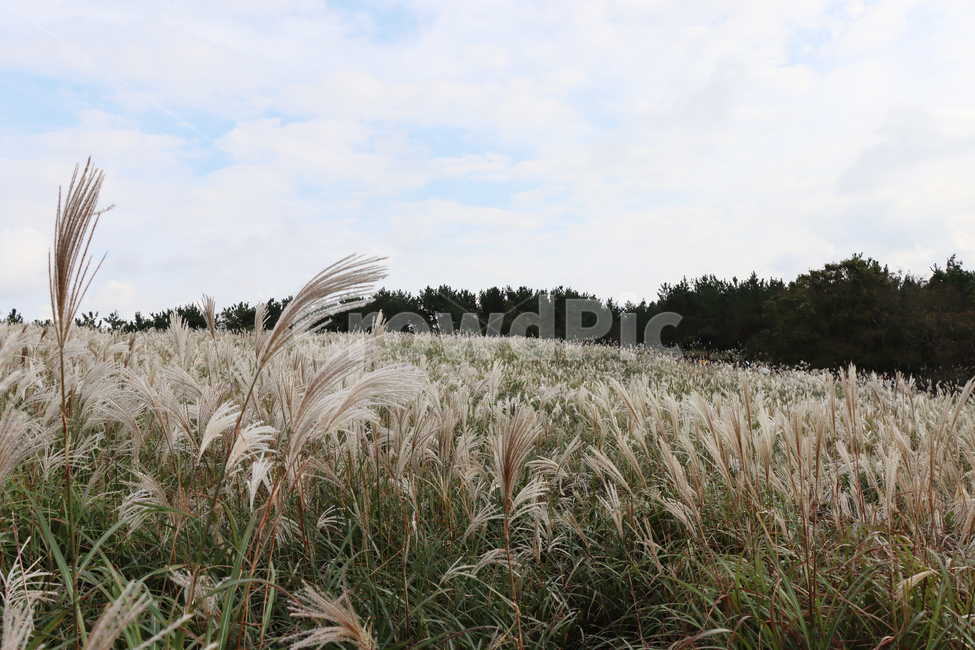 산굼부리,갈대,풍경,자연,식물,plant,grass,reed,nature,가을,계절,fall,autumn,season