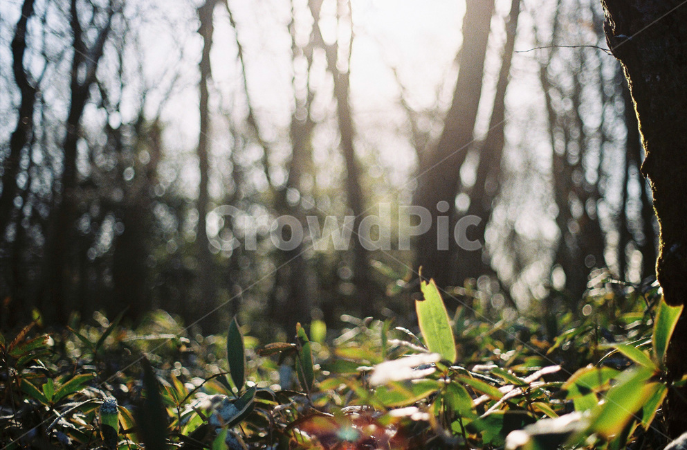 필름,햇빛,풀빛,나무,숲,식물,자연,plants,nature,휴식,힐링,rest,relaxation,healing