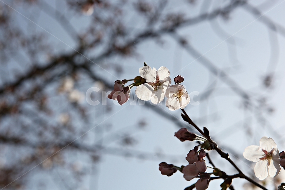 벅꽃,벗나무,벗꽃잎,봄꽃,꽃잎,식물,자연,공원,식물,자연,plants,nature,꽃,flower
