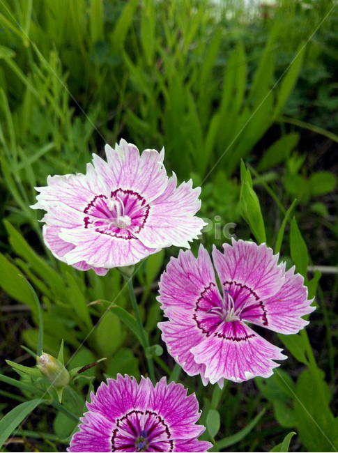 꽃,잎사귀,정원,꽃봉우리,들판,house,garden,flower,leaf,식물,자연,plants,nature,꽃,flower