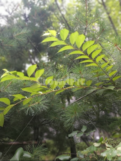 나무,나뭇잎,초록,자연,풍경,nature,landscape,싱그러운,그린,휴식,green,계절,plants,leaves