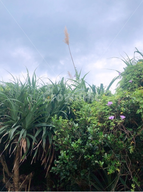 대만,타이페이,초목,plant,식물,vegetation
