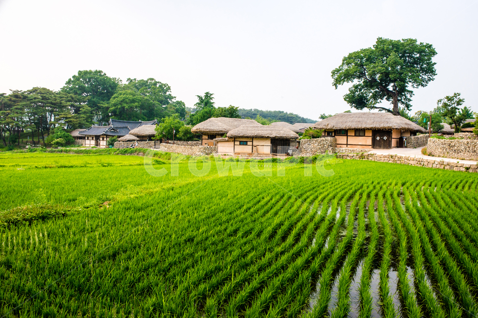 한국,아산시,외암민속마을,민속,전통,시골,한옥,외암마을,초가집,자연,풍경,nature,landscape,한국전통,한국문화,korean traditional,korean culture,건축물,건물외관,exterior,building,structure,architecture,construction,outdoors,옥외