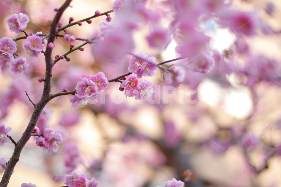 자연,꽃,식물,화사함,봄,풍경,아웃포커스,neture,flower,plant,bright,spring,scenery,outfocus,핑크,pink,봄,계절,spring,season,식물,자연,plants,nature,꽃,flower