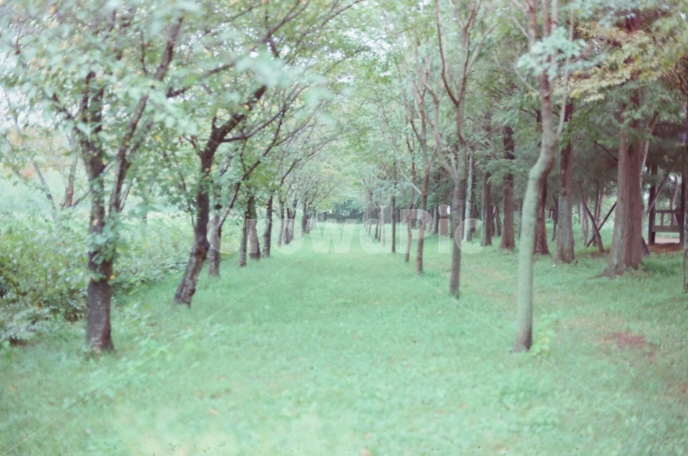 경주산림환경연구원,경주명소,경주풍경,나무,스냅,풍경,빈티지필름,필름풍경,자연,풍경,nature,landscape,plant,식물,tree