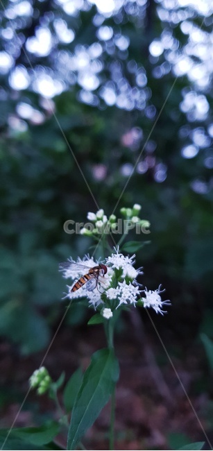 plant,식물,곤충,invertebrate,들꽃,꽃등에,꼬마꽃등에,벌,bee,honeybee,식물,자연,plants,nature,꽃,flower,동물,animal,곤충,벌레,insect,bug