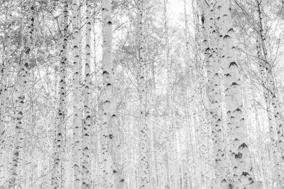 자작,안개,숲,나무,흐림,겨울,계절,winter,season,자연,풍경,nature,landscape,식물,plants,나무,trees,wood,흑백,모노톤,monochrome,black and white