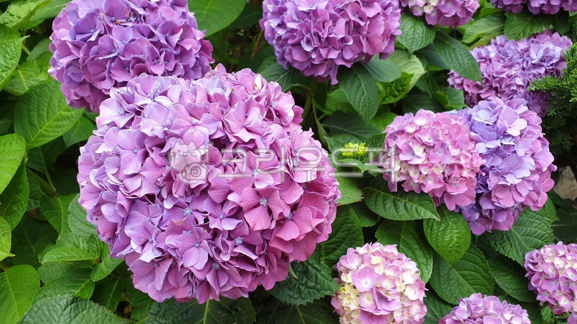 수국,수국화,보라색수국화,꽃,보라색꽃,식물,자연,plants,nature,꽃,flower