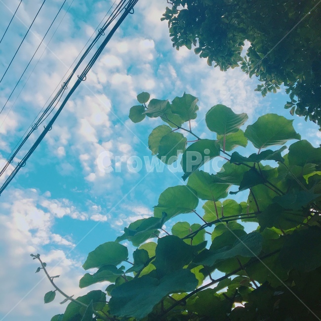 하늘,나무,나뭇잎,맑음,여름,자연,풍경,nature,landscape
