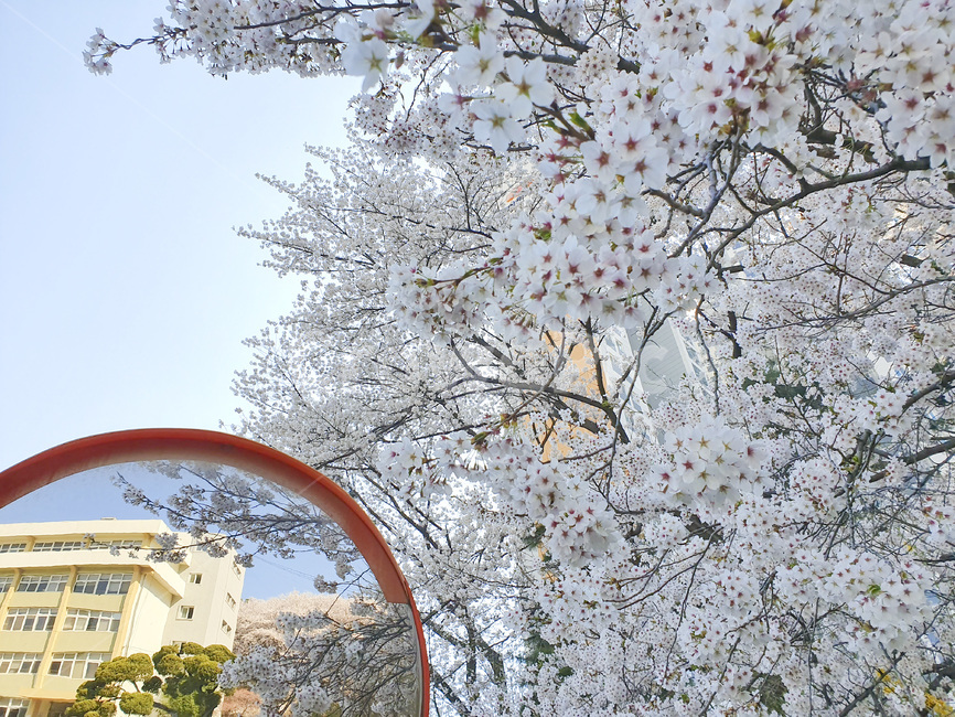 벚꽃,nature,자연,꽃,봄꽃,봄,cherryblossom,flower