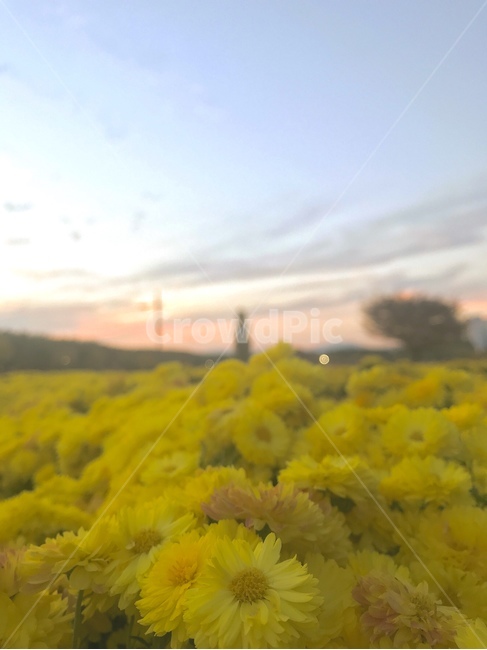 field,들,nature,자연,outdoors,옥외,grassland,목초지,flower,꽃,유채꽃,rapeflower