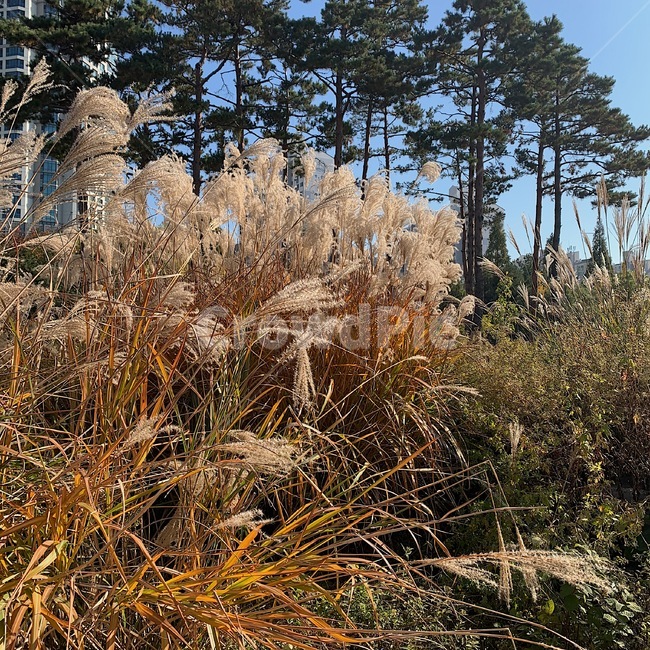 갈대,풍경,날씨,가을,식물