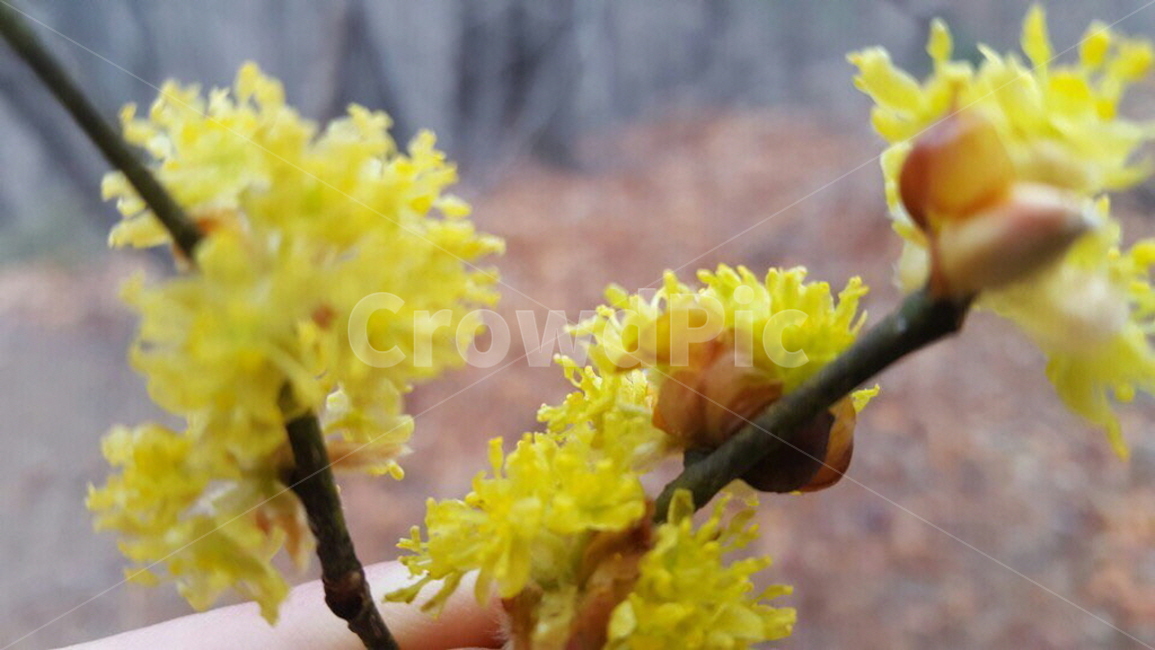 산수유,나무,나뭇가지,열매,꽃,식물,자연,plants,nature,꽃,flower