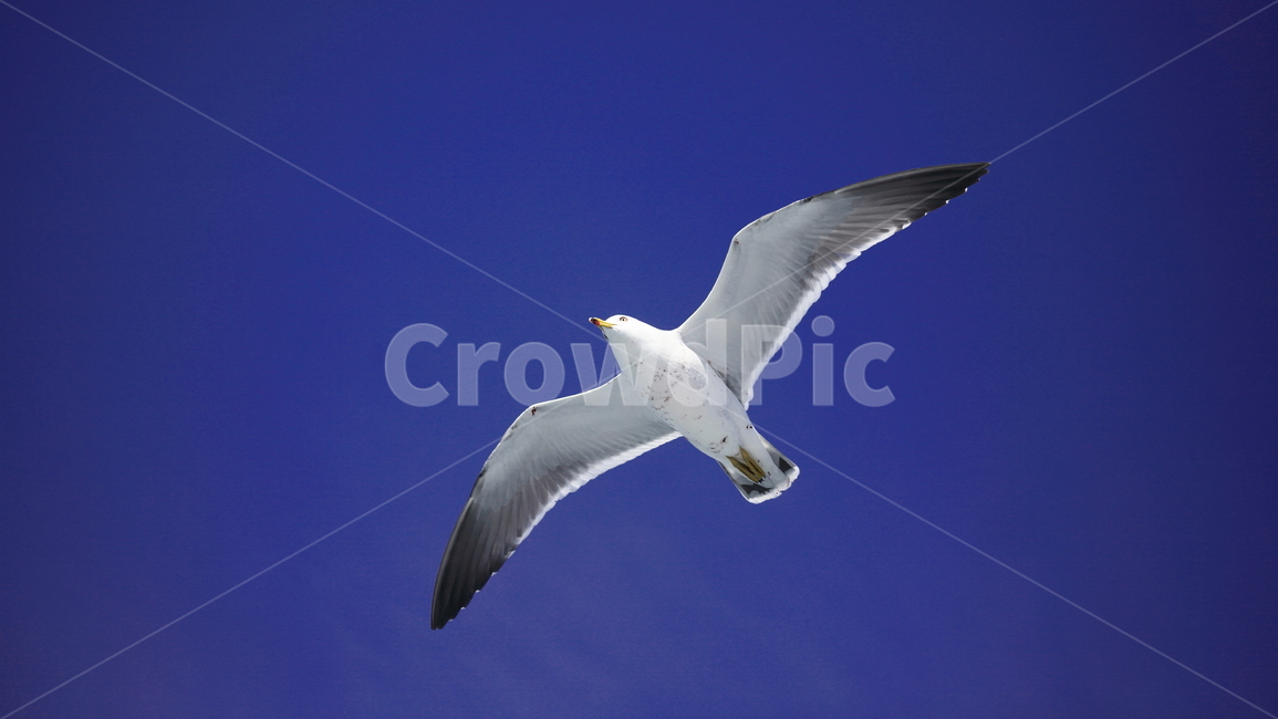 갈매기,바다새,대형조류,commongull,mewgull,laruscrassirostris,괭이갈매기,동물,animal,조류,새,birds
