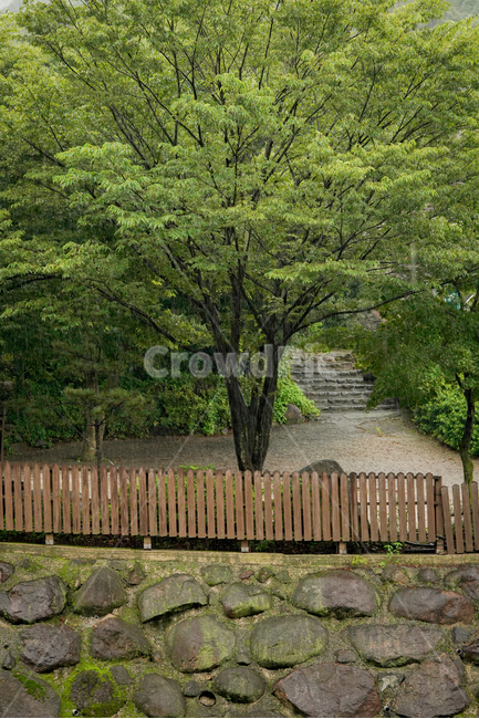 나무,비,녹색,green,tree,식물,자연,plants,nature,나무,trees,wood