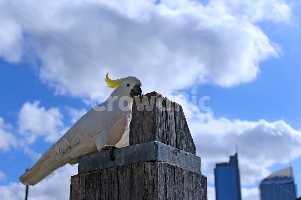 시드니,앵무새,parrot,파란하늘,귀여운동물,자연,풍경,nature,landscape,해외,외국,세계,foreign,oversea,world,세계자연풍경,해외자연풍경,외국자연풍경,world nature landscape,동물,animal,조류,새,birds,bird
