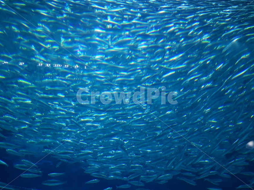 물고기떼,수족관,아쿠아리움,물고기,청록색,신비,동물,어류,fish,animal,aquarium,작은물고기,동물,animal,어류,물고기,fish