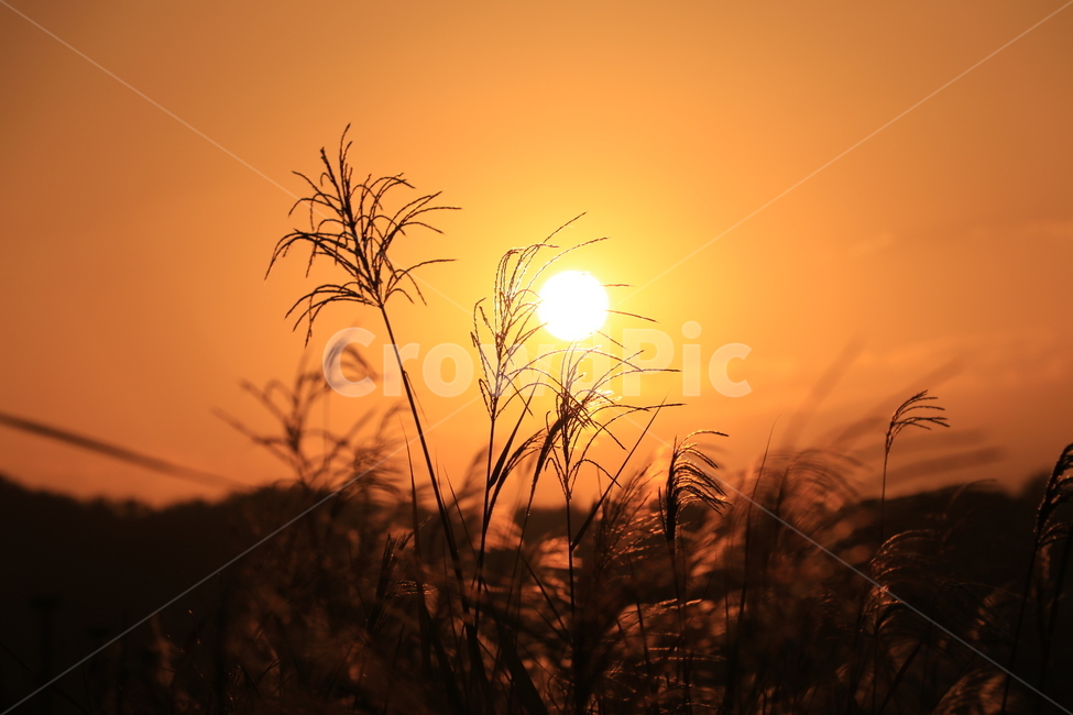 일몰,낙조,갈대,sunset,reed,가을,계절,fall,autumn,season,식물,자연,plants,nature,plant,grass,잔디,sunlight,햇빛,outdoors,옥외