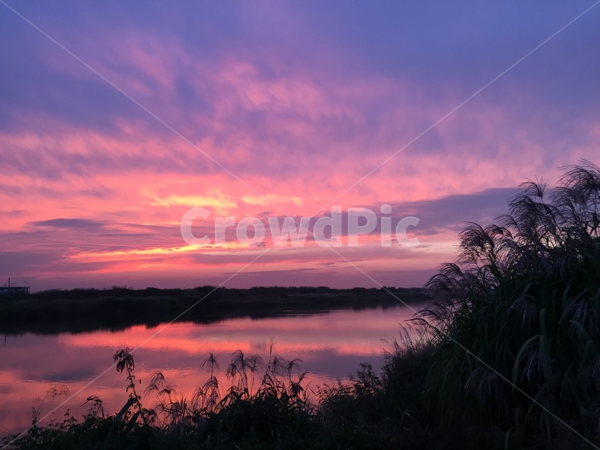 억새,노을,강가,하늘,구름,핑크빛,자연,풍경,nature,landscape,outdoors,옥외,land,땅,dusk,황혼,sunset,일몰,dawn,새벽,sky,red sky,붉은 하늘