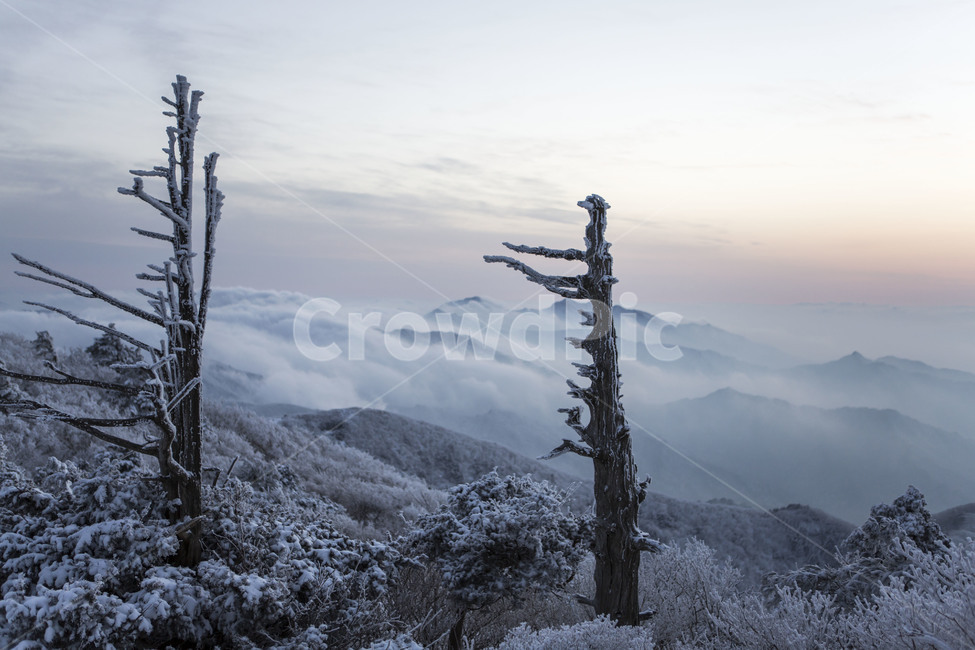 상고대,비목,눈꽃,운해,자연의미,겨울,계절,winter,season,자연,풍경,nature,landscape,한국자연풍경,한국자연경관,korea nature landscape,식물,plants,나무,trees,wood,tree,plant,fir,전나무,abies,아비