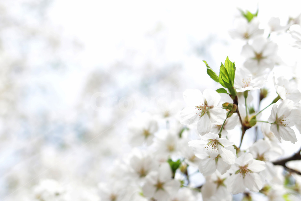 봄,꽃,벚꽃,3월,풍경,봄,계절,spring,season,식물,자연,plants,nature,꽃,flower,plant