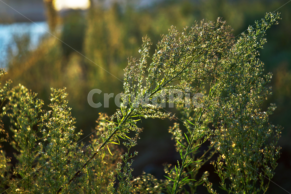 식물,야생화,자연,가을,계절,한강이촌공원,식물,자연,plants,nature