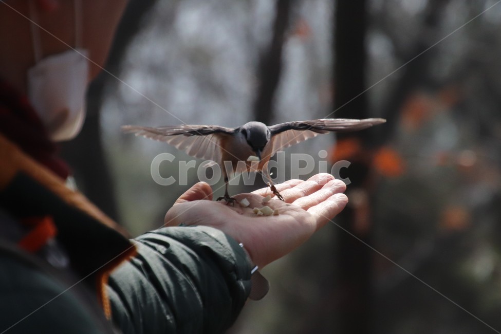 bird,새,animal,동고비,자연,새먹이