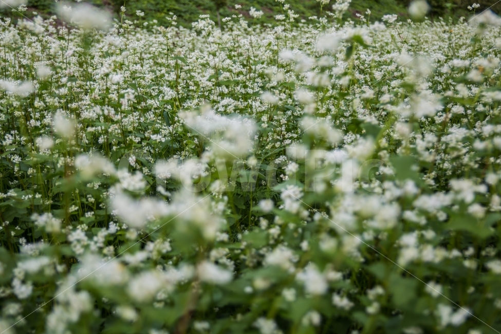 풍경,메밀꽃,꽃,들판,거리,식물,자연,plants,nature,꽃,flower,감성,sensible,feeling