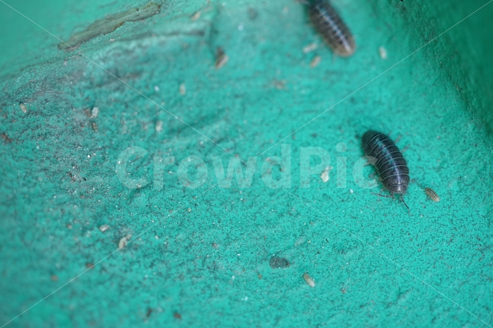 	벌레,곤충,생명,자연,신비,일상사진,접사,새끼,성장,동물,animal,곤충,벌레,insect,bug