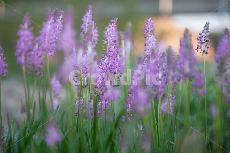 flowers,들꽃,꽃,식물,botanical,식물,자연,plants,nature,꽃,flower