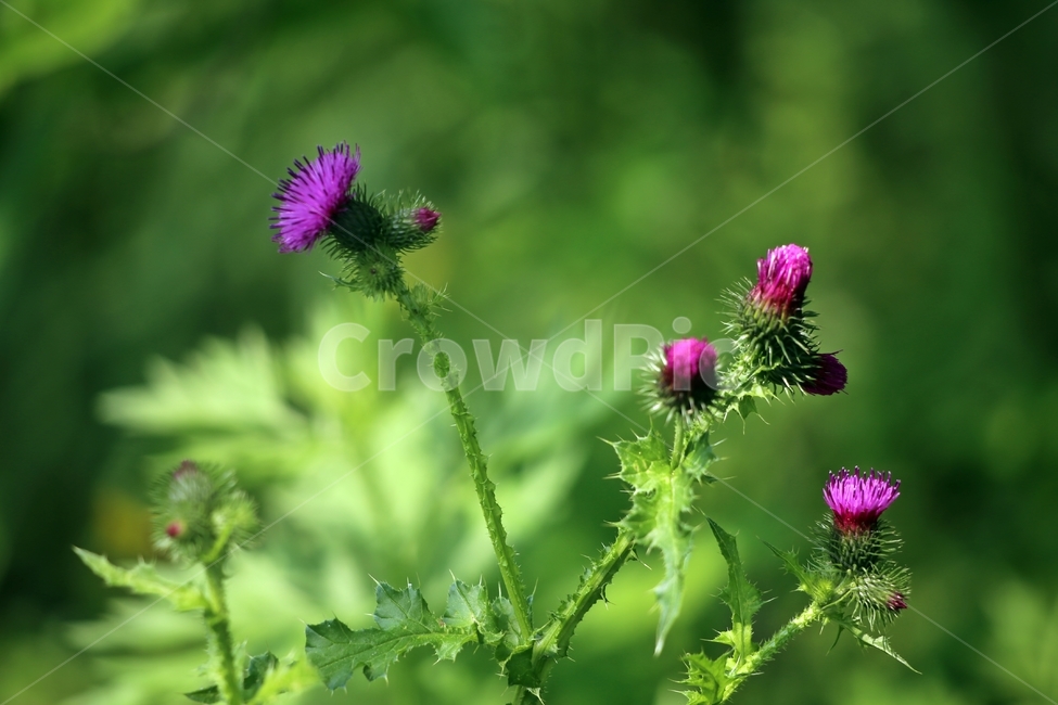 식물,엉겅퀴,엄격,보라,가시나물,식물,자연,plants,nature,꽃,flower