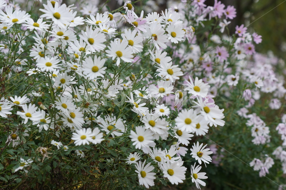 가을,구절초,자연,꽃,식물,예쁨,autumn,fall,season,flower,계절,식물,자연,plants,nature,꽃,flower