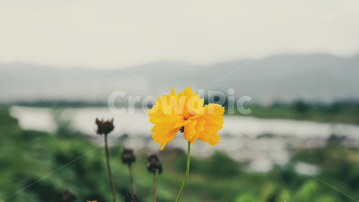 plant,식물,노랑색,노랑꽃,금계국,냇가,식물,자연,plants,nature,꽃,flower