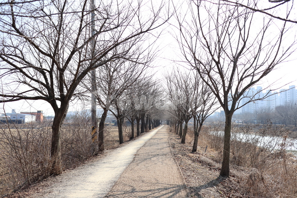 황구지천,산책로,공원,수원,오목천동,겨울,나무